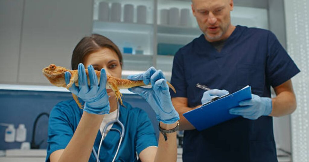 What Do Vet Techs Do